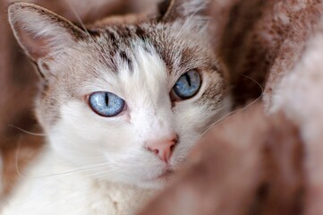 Close up of a cat