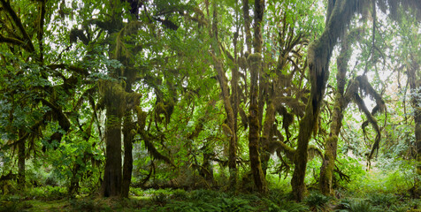 Obraz premium Located on the Olympic Peninsula, the moss-covered Hoh rainforest is one of the largest temperate rainforests in the U.S. Receiving over 100 inches of rain annually, the region is lush with flora.