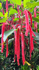 Unusual red hanging flowers Akalifa, or Foxtail (Acalypha) is a genus of flowering plants in the Euphorbiaceae family.