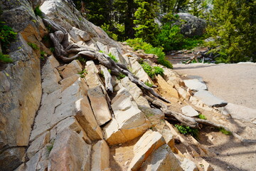 Obraz premium Hiking trail at Grand Teton National Park in early summer, Wyoming, USA