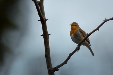 European Robin perched on a wooden branch, perched in its natural habitat