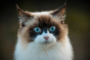 a brown and white cat with blue eyes and fluffy fur