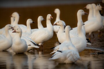 Closeup image of a flock of white geese peacefully walking in the shallow waters of a tranquil lake