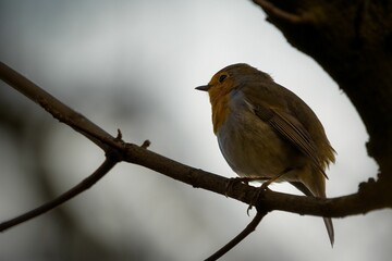 Closeup of a small robin sitting on a tree branch