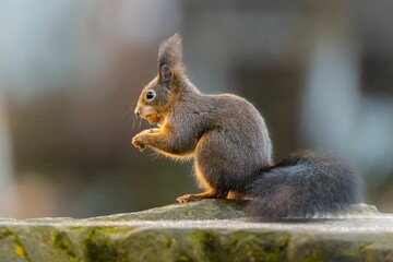 Naklejka na ściany i meble Cute red-brown squirrel perched atop a stone while enjoying a freshly harvested walnut