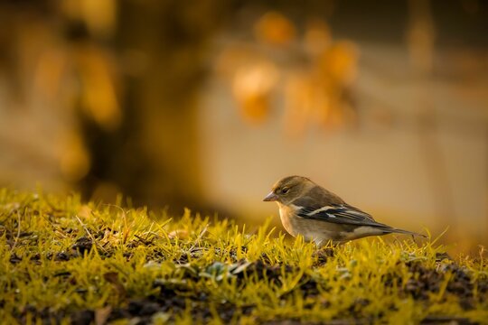 Small reel is walking across a grassy dirt terrain, its tiny feet taking carefully placed steps