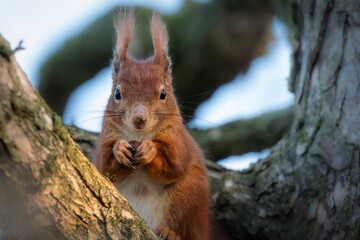 Adorable red squirrel (Sciurus vulgaris) perched on a tree branch