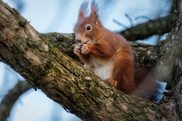 Naklejka na ściany i meble Adorable red squirrel (Sciurus vulgaris) perched on a tree branch