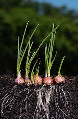 Spring onions growing in the soil with underground root visible,nature background.