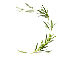 Fresh green organic rosemary leaves flying on transparent background. Ingredient, spice for...