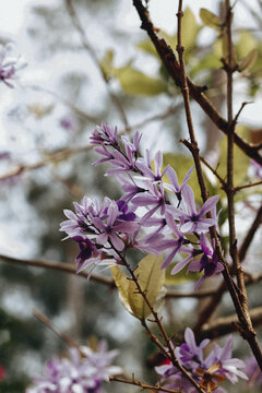 Flor de S&atilde;o Miguel,  Viuvinha, Grinalda roxa