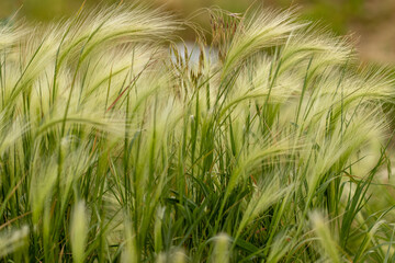 Nebraska weeds close up feather grass in the wind