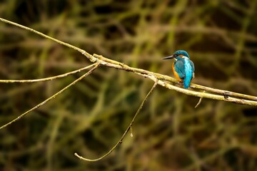 Azure kingfisher (Ceyx azureus) perched on a tree branch