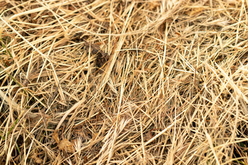 Dry grass close up view Texture brown color