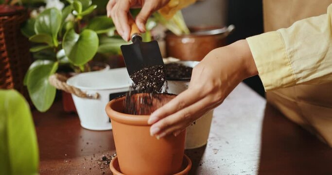Hands filling a pot with a soil. Preparation for transplanting or repotting plant. Gardening concept. Hands transplants lavender plant into ceramic pot. How to repot dracaena compacta a home plant