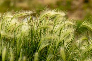 Nebraska weeds close up feather grass in the wind