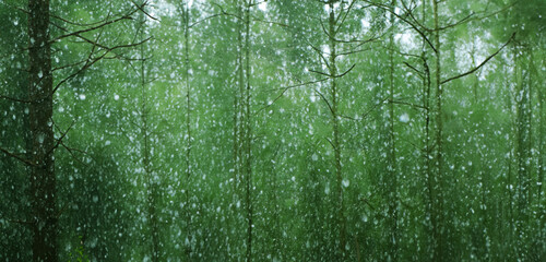 Fototapeta na wymiar Rain in the pine forest Heavy fog Lush scenery in the rainy season 3d illustration