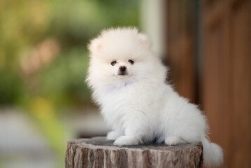 Fototapeta premium White pomeranian puppy sits alone on a wooden.
