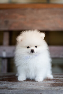 A white Pomeranian sits alone on a wooden chair. It wait for their owners