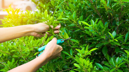 Hands holding pruning shears trimming tree branches concept of taking of patio and small garden,...