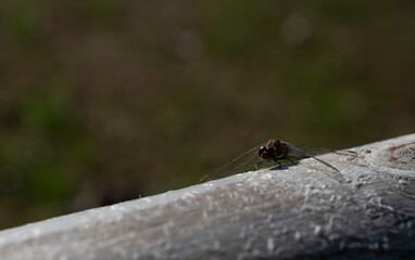 brown hawker (Aeshna grandis) is common in central and eastern Europe. 