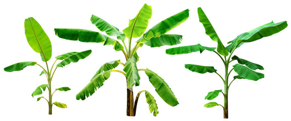 banana tree,collection of green leaves pattern isolated