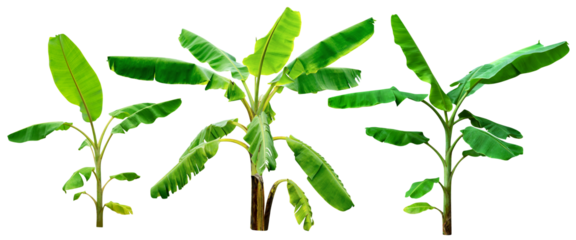 banana tree,collection of green leaves pattern isolated