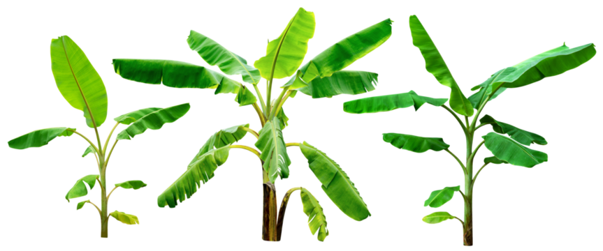 banana tree,collection of green leaves pattern isolated