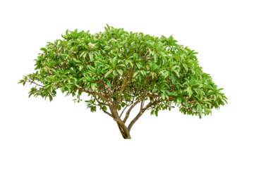 Frangipani tree isolated