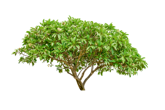 Frangipani tree isolated