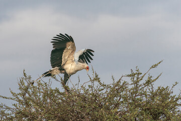 african secretary bird sitting on a tree in masai mara