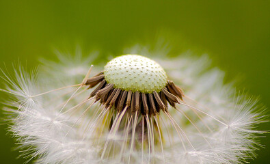 Beautiful dandelion in macro photography