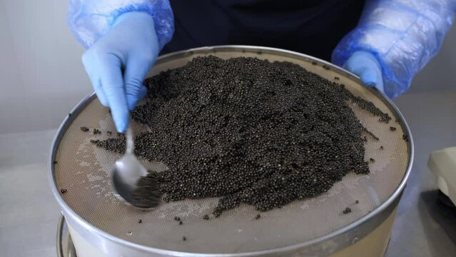 Production of black caviar at the fish factory