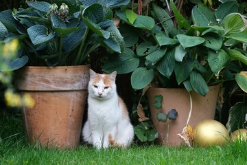 Kater