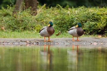 Ducks standing on a tranquil lake surrounded by lush greenery in the background