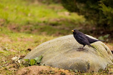 Fototapeta premium Elegant black bird perched atop a jagged rock in a lush green park.