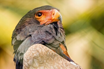 Closeup shot of a majestic bald eagle.