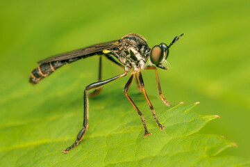 Robber fly watching for its prey while on a green leaf in the garden