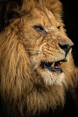 Vertical close-up of a lion looking into the distance