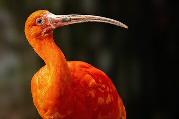 Close-up of red ibis with a long beak