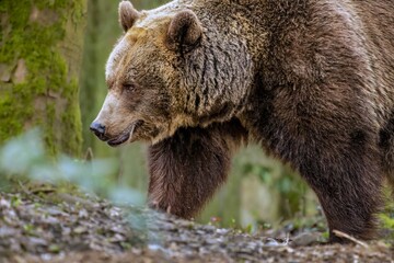 Closeup of a grizzly bear walking through a forest on a winding path