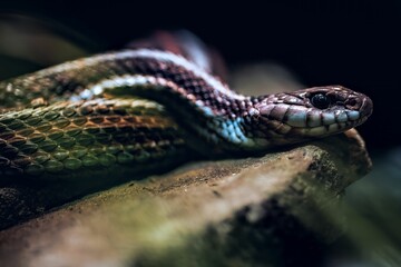 Snake coiling on rocky surface