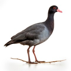 Fototapeta premium American coot bird isolated on white. Generative AI