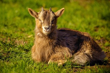 Closeup of a brown goat baby sitting in a grassy meadow