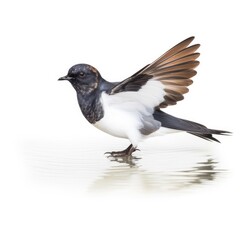 Fototapeta premium Band-rumped storm-petrel bird isolated on white. Generative AI