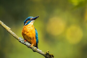 Close-up shot of a river kingfisher perched on a tree branch in a natural outdoor setting