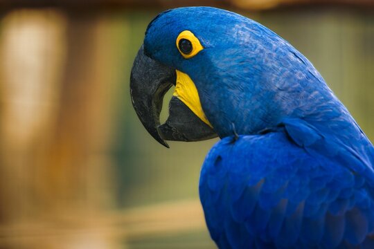 Closeup of a vibrant  Hyacinth macaw perched atop a branch with a blurry background - Powered by Adobe