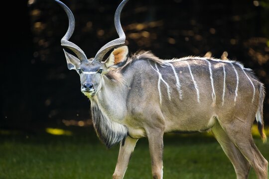 closeup of  majestic Kudu standing in a lush green field with a blurry background