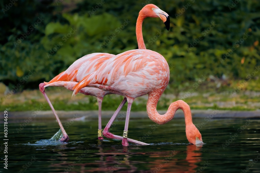 Sticker two flamingos stand in the water by itself, eating