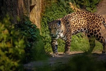 a large leopard walking near a rock wall and plants and trees